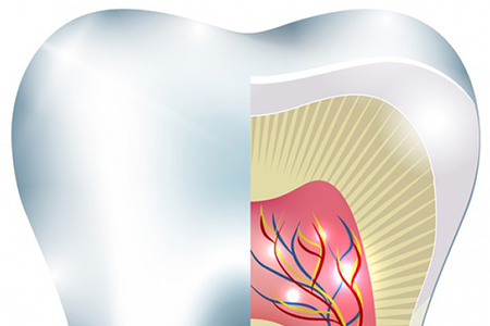 endodoncia partes de los dientes